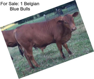 For Sale: 1 Belgian Blue Bulls