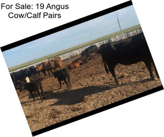 For Sale: 19 Angus Cow/Calf Pairs