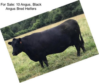 For Sale: 10 Angus, Black Angus Bred Heifers