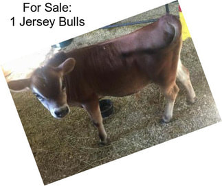 For Sale: 1 Jersey Bulls