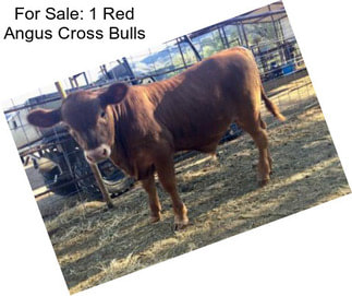 For Sale: 1 Red Angus Cross Bulls