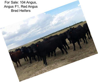 For Sale: 104 Angus, Angus F1, Red Angus Bred Heifers