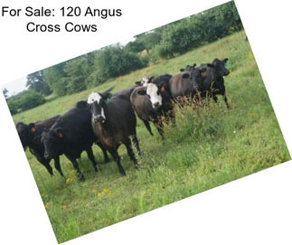 For Sale: 120 Angus Cross Cows