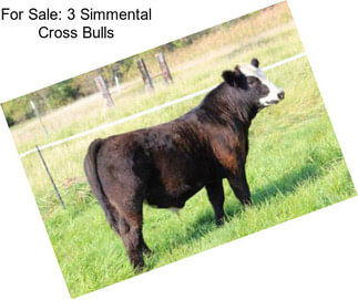 For Sale: 3 Simmental Cross Bulls