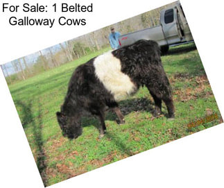 For Sale: 1 Belted Galloway Cows