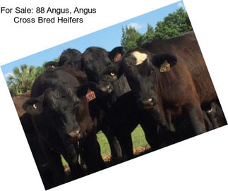For Sale: 88 Angus, Angus Cross Bred Heifers