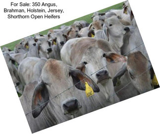 For Sale: 350 Angus, Brahman, Holstein, Jersey, Shorthorn Open Heifers