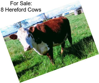 For Sale: 8 Hereford Cows
