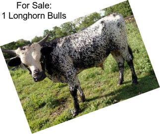 For Sale: 1 Longhorn Bulls