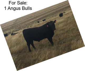 For Sale: 1 Angus Bulls