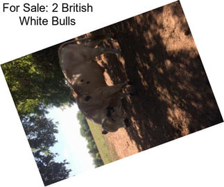 For Sale: 2 British White Bulls