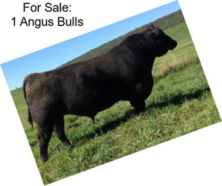 For Sale: 1 Angus Bulls