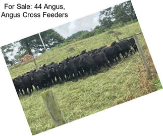 For Sale: 44 Angus, Angus Cross Feeders