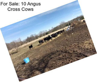 For Sale: 10 Angus Cross Cows