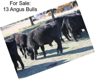 For Sale: 13 Angus Bulls