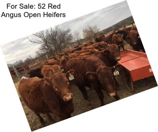 For Sale: 52 Red Angus Open Heifers