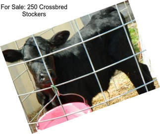 For Sale: 250 Crossbred Stockers