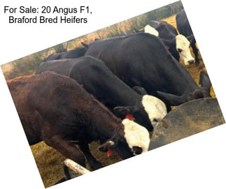 For Sale: 20 Angus F1, Braford Bred Heifers