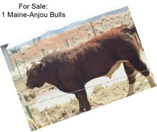 For Sale: 1 Maine-Anjou Bulls