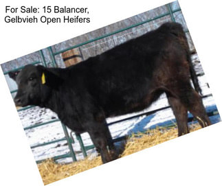 For Sale: 15 Balancer, Gelbvieh Open Heifers