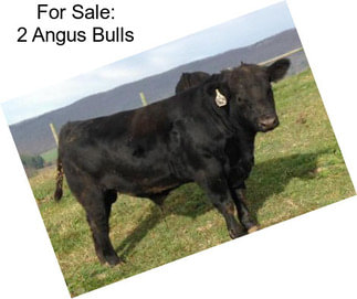 For Sale: 2 Angus Bulls