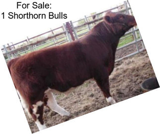 For Sale: 1 Shorthorn Bulls