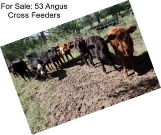 For Sale: 53 Angus Cross Feeders