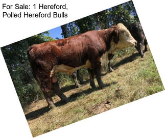 For Sale: 1 Hereford, Polled Hereford Bulls