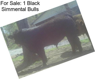 For Sale: 1 Black Simmental Bulls