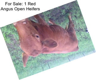 For Sale: 1 Red Angus Open Heifers