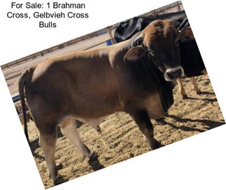 For Sale: 1 Brahman Cross, Gelbvieh Cross Bulls