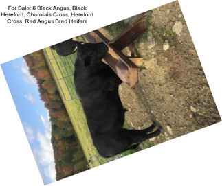 For Sale: 8 Black Angus, Black Hereford, Charolais Cross, Hereford Cross, Red Angus Bred Heifers