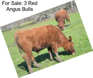 For Sale: 3 Red Angus Bulls