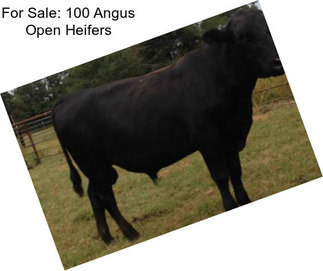 For Sale: 100 Angus Open Heifers