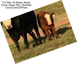 For Sale: 42 Angus, Angus Cross, Angus Plus, Charolais Cross Cow/Calf Pairs