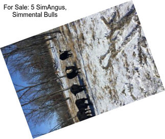 For Sale: 5 SimAngus, Simmental Bulls
