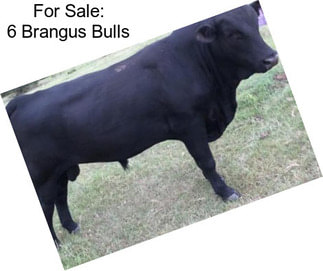 For Sale: 6 Brangus Bulls
