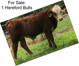 For Sale: 1 Hereford Bulls