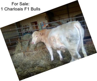 For Sale: 1 Charloais F1 Bulls