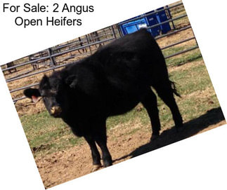 For Sale: 2 Angus Open Heifers