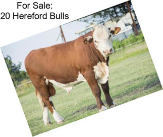 For Sale: 20 Hereford Bulls