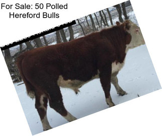 For Sale: 50 Polled Hereford Bulls