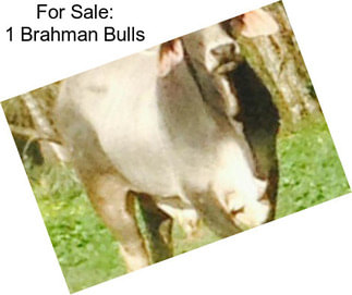 For Sale: 1 Brahman Bulls