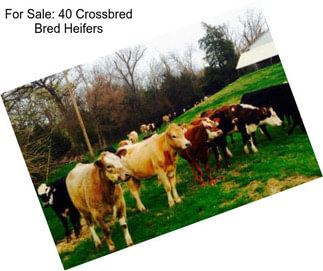 For Sale: 40 Crossbred Bred Heifers