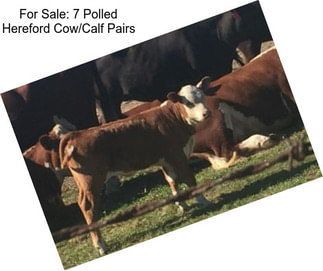 For Sale: 7 Polled Hereford Cow/Calf Pairs