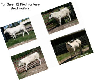 For Sale: 12 Piedmontese Bred Heifers