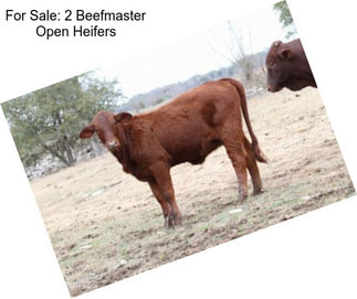 For Sale: 2 Beefmaster Open Heifers