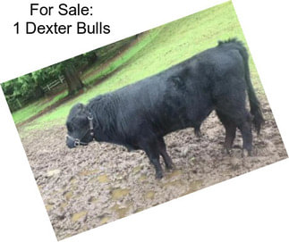 For Sale: 1 Dexter Bulls