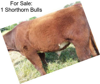 For Sale: 1 Shorthorn Bulls