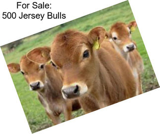 For Sale: 500 Jersey Bulls